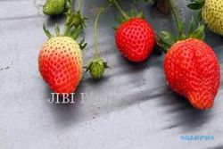 Yuk, Sarapan Strawberry Agar Pencernaan dan Jantung Sehat 