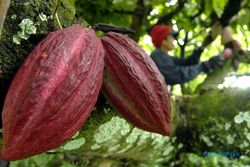 Ini Empat Daerah Penghasil Kakao Terbanyak di Jawa Timur