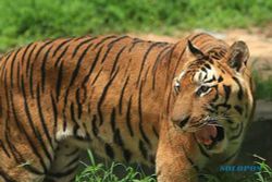 Heboh! Kawanan Harimau Dikabarkan Muncul di Area Sawah Banjarnegara