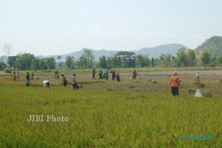 HAMA WERENG: 500 Hektare Lahan Persawahan di Selogiri Terancam