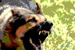 Ditembak Masih Mampu Berlari, Tak Mudah Bunuh Anjing Liar Pemangsa Ternak