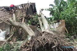 Pohon Besar Tumbang Timpa Rumah Warga di Cawas Klaten