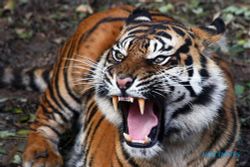  KONSERVASI HEWAN LANGKA : Wow, Indonesia Dapat Penghargaan Konservasi Harimau dari Panthera