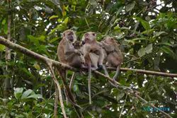 SERANGAN MONYET : Cegah Serangan Monyet, Lahan Khusus Buah Disiapkan