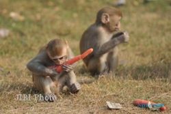 HAMA TANAMAN : Warga Cepogo Hadapi Monyet dengan Bazoka
