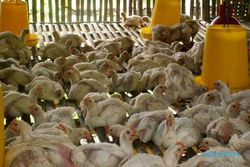 CUACA EKSTREM : Sebulan, Ratusan Ayam di Sragen Mati Kepanasan