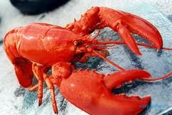 Wow, Lobster Congot Tembus Rp600.000/kg