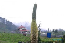 Bunga Setinggi 3,5 Meter Tumbuh di Lereng Lawu