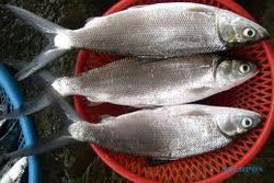 Imlek, Pesanan Ikan Bandeng Meningkat