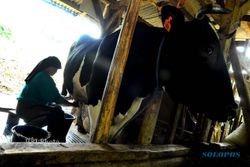 DAMPAK HUJAN ABU : Produksi Susu Sapi Turun Hingga 15 Persen