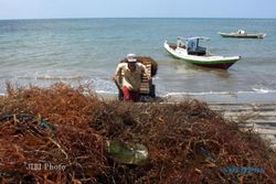 Pengembangan Rumput Laut Butuh Strategi Nasional