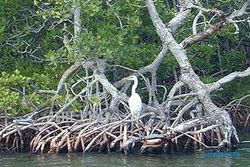 PELESTARIAN PESISIR BANTUL : Kawasan Konservasi Mangrove Baros Jadi Potensi Wisata