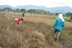 Belasan Hektare Tanaman Padi di Kalasan Gabug