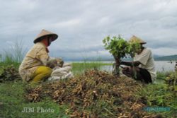 PERTANIAN BOYOLALI : Harga Kacang Tanah Rp12.000/Kg, Petani Untung Besar