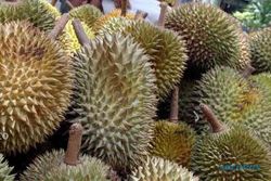 MUSIM DURIAN KARANGANYAR : Produksi Durian Mojogedang Anjlok, Petani Rugi Rp350 Juta