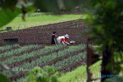 HARGA BAWANG : Gubernur Jateng Anggap Petani Tak Perlu Insentif Agar Mau Tanam Bawang