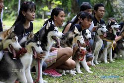 CAR FREE DAY MADIUN : Pencinta Anjing Tak Lagi Ramaikan CFD Madiun