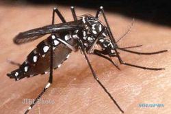 CHIKUNGUNYA: Cegah Penyebaran, Petugas Puskesmas Pantau Jentik Nyamuk