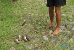SERANGAN HAMA DI TEMANGGUNG : TNI Turun Tangan, 275 Ekor Tikus Tertangkap 