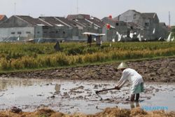 ALIH FUNGSI LAHAN SUKOHARJO : Lahan Produktif Sukoharjo Tinggal 20.814 Ha, Begini Upaya Melindunginya