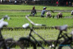 Nasib Petani Makin Merana