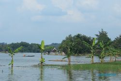  Elevasi Sungai Serang, Puluhan Ha Sawah Terendam