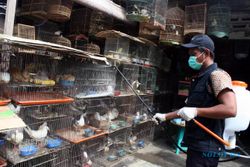 FLU BURUNG : Dinas Kesehatan Jateng Minta Masyarakat Waspadai Virus Baru H7N9