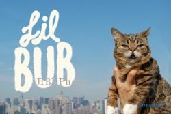  FILM LIL BUB :  Film Kucing Imut Menang di Tribeca Film Festival