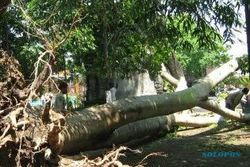  Pohon Tumbang, Rumah  Warga Pucangsawit Rusak