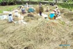 GAGAL PANEN : Ratusan Hektare Lahan di Bantul Terserang Tikus