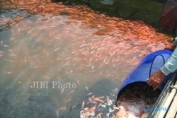 KESEIMBANGAN EKOSISTEM : Mahasiswa FT Untidar Tebar 10.000 Benih Ikan di Kali Progo 