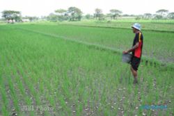 Lahan Pertanian di Klaten Berkurang 39 Ha Per Tahun