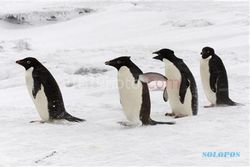 Gembira Loka Bakal Kedatangan 6 Pinguin Afrika 