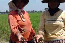 HAMA PERTANIAN :  Serangan Hama Keong, Petani di Sukoharjo Diimbau Tak Gunakan Pestisida
