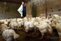 FLU BURUNG SRAGEN : Positif Flu Burung, Ribuan Itik di Sragen Mati Mendadak