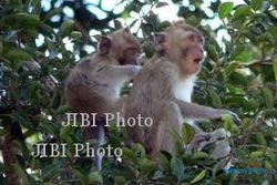 SATWA LIAR BOYOLALI : Monyet Karanggede Jadi Buas karena Pernah Disakiti