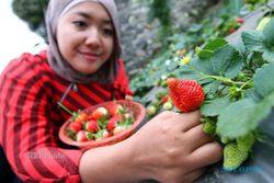 Pisang dan Strawberry Sumber Nutrisi di Pagi Hari