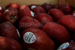 APEL BERBAKTERI : Indonesia Setop Impor Apel Amerika Serikat