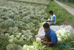  Petani Sayur Boyolali Berharap Harga Stabil