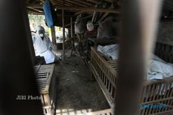 FLU BURUNG SUKOHARJO : Virus Flu Burung Serang Desa Wirun