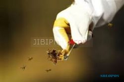 Lebah Bikin Sarang di Ventilasi, Satu Rumah Sakit Dievakuasi