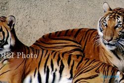 MACAN MERAPI : Harimau Jawa Asuh 2 Anak di Ladang Warga