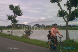 PERTANIAN SUKOHARJO : 120 Hektare Sawah di Tawangsari 11 Tahun Langganan Banjir