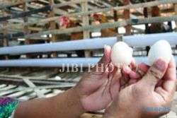 HARGA KEBUTUHAN POKOK : Telur Ayam Capai Rp19.000 Per Kilogram