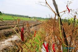 ANOMALI CUACA : 7 Hektare Tanaman Cabai Keriting di Bantul Rusak  