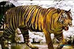 MACAN MERAPI : Harimau Jawa Bikin Waswas Warga Kemalang