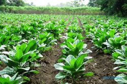  PETANI TEMBAKAU Boyolali Tahan Harga