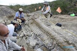 PENEMUAN FOSIL : Fosil Ekor Dinosaurus Ditemukan di Meksiko 