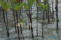 PROGRAM PENGHIJAUAN : Cegah Abrasi, 110.000 Mangrove Ditanam di Pantai Maron Semarang