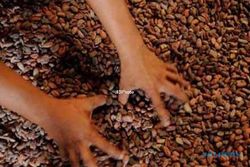 Produksi Kakao di Kulonprogo Turun Drastis 